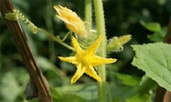 黃瓜為什么出現雌花過多 黃瓜雌花過多怎么辦