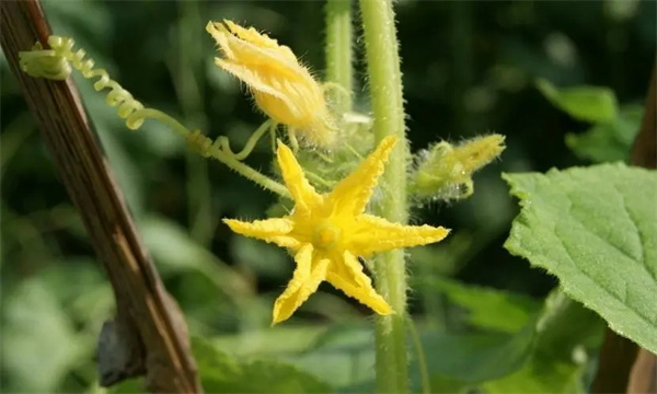 黃瓜為什么出現雌花過多
