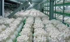 金針菇栽培配方，如何防止金針菇提早開傘？