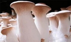 杏鮑菇菌蓋上會長疙瘩、出菇后會開裂怎么辦？