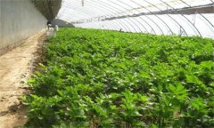 為什么秋季大棚蔬菜沖施雞糞要謹慎？