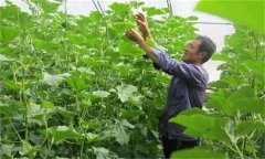 哈密瓜如何整枝留瓜，種植哈密瓜應注意什么？