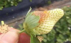 草莓疫霉果腐病的癥狀發病規律及防治