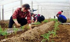 秋茬番茄在定植時應該注意什么問題？