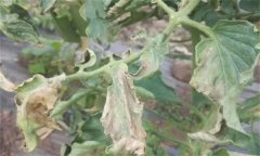 如何防治番茄晚疫病，其發病條件有哪些？