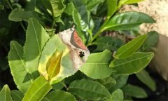 茶樹病蟲害的農業防治、物理防治與生物防治方