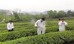 茶樹病蟲害綠色防控推薦常用的農藥有哪些？
