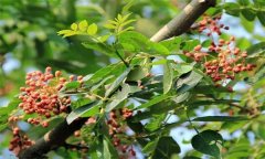 成年花椒樹如何管理？花椒樹管理技術要點