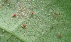 紅蜘蛛的為害癥狀、發生規律及防治措施有哪些