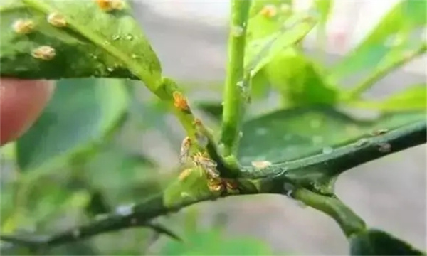 紅蜘蛛的為害癥狀和發生規律
