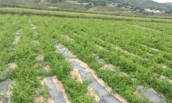 黨參生長需要什么樣的環境條件