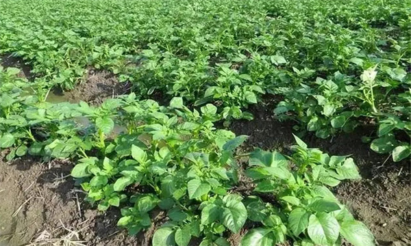 馬鈴薯高產優質施肥技術