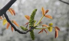 核桃雄花分化有幾個時期？