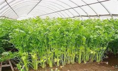 怎樣才能種好冬芹菜？