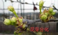 梨樹開花結果有什么特點？
