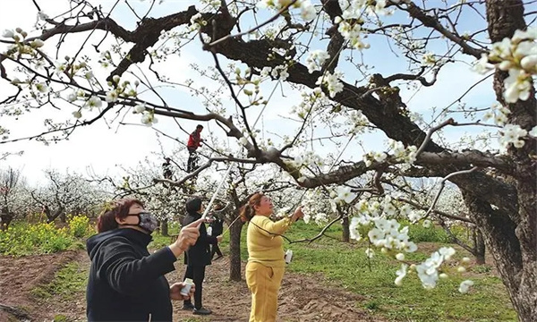 梨樹的開花、授粉和坐果