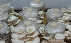 如何防治平菇腐爛??？
