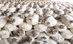 平菇發菌過程中產生雜菌的原因有哪些？