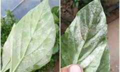 辣椒白粉病是什么原因引起的，如何防控？