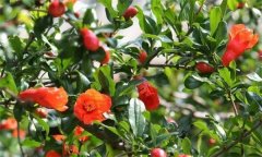 石榴大量落花落果的原因是什么？