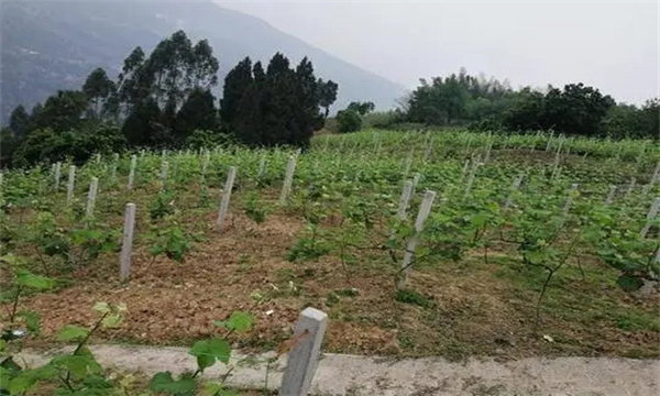 在河灘地、山地、鹽堿地和黏土地上建葡萄園