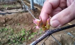 葡萄抹芽的作用是什么，怎樣進行葡萄抹芽定梢