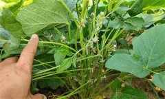 如何實現大豆的增花保莢 主要技術措施有哪些？