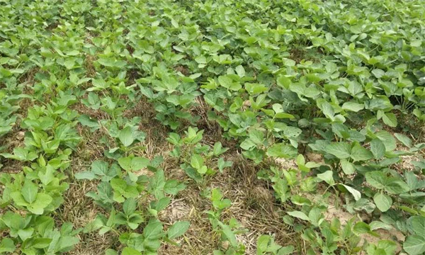 大豆重茬為什么會減產