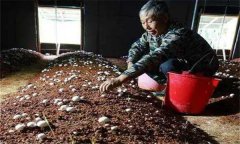 如何確定雙孢菇的播種期和播種量？