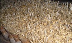如何防治金針菇鏈孢霉菌？