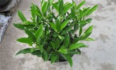 非洲茉莉怎么插枝 如何栽培和養護非洲茉莉？
