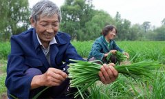 薹韭與韭菜有何區別 如何使薹韭早抽薹多抽薹？
