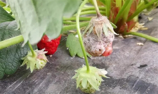 草莓灰霉病發病原因