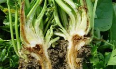 芹菜燒心是什么原因引起的？如何預防芹菜燒心