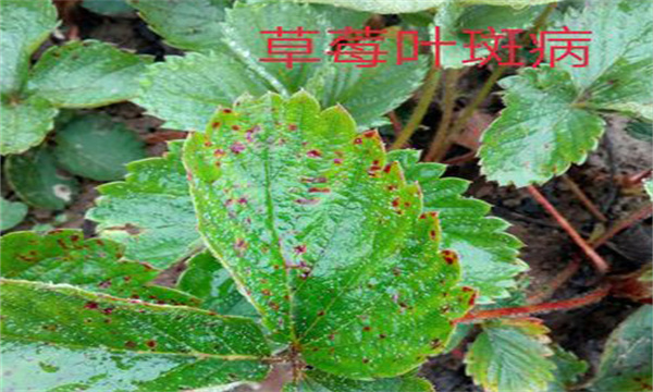 草莓葉斑病發病癥狀