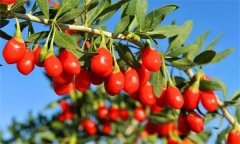枸杞灌水的時間、方法與灌水量問題