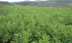 黃芪種子幾月播種？黃芪種子的特性簡介