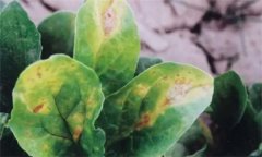 菠菜炭疽病的危害癥狀有哪些？如何防治？