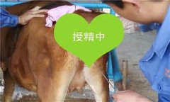如何把握母牛輸精時間 輸精前應做好哪些準備？
