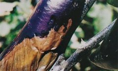 茄子細菌性軟腐病怎樣識別 怎么治 用什么藥治？