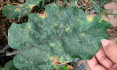 茄子細菌性褐斑病怎樣防治？用什么藥防治？