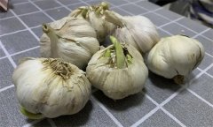 大蒜萌發期、幼苗期、鱗莖期、休眠期生育特點