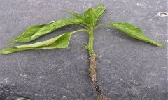 蔬菜苗期立枯病有哪些癥狀？用什么藥最好？