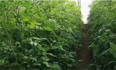 番茄定植前已施大量底肥，花前還追不追肥？