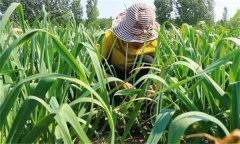 什么是間作與套種？大蒜玉米套種栽培技術簡介