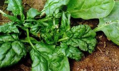 菠菜病毒病的危害癥狀、傳播途徑與發病原因