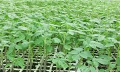 番茄怎樣育苗？番茄育苗技術操作要點
