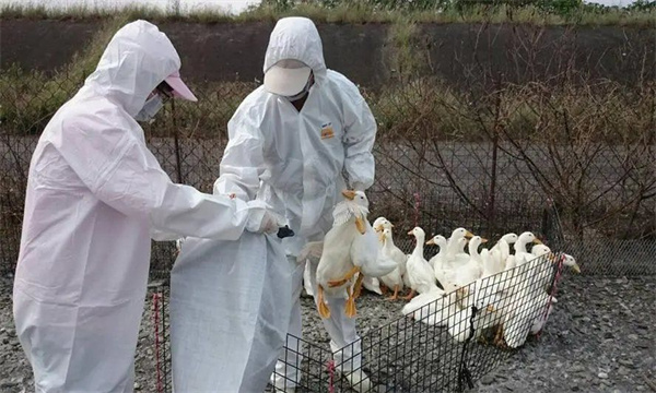 養鴨場如何結合當地疫情制定科學的免疫程序