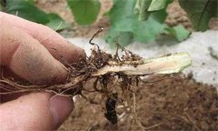 茄子漚根是什么原因造成的 怎樣預防茄子漚根？