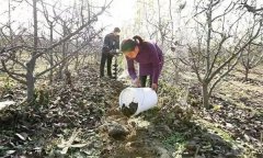 果樹配方施肥應注意哪些問題？